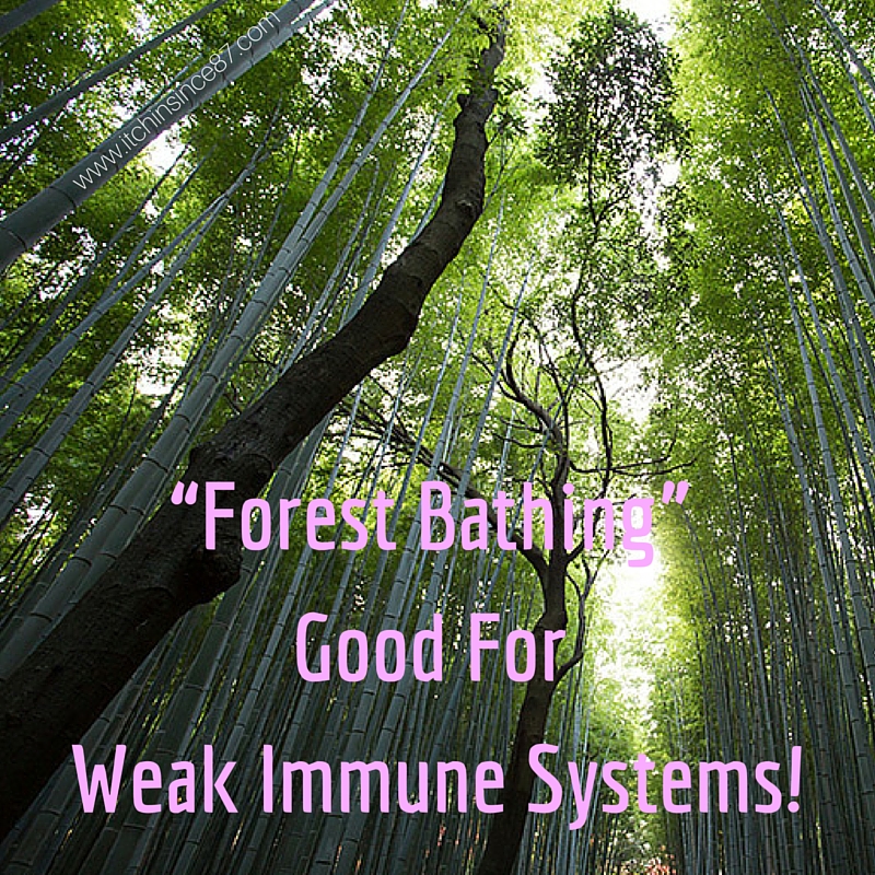 “Forest Bathing” Good For Weak Immune Systems!